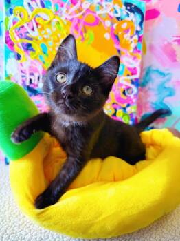 Rescue Domestic Short Hair Cats for Adoption in Effingham, Illinois - Swiper | PetCurious