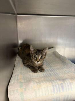 Domestic Short Hair Cats Available for Adoption - Clippy | PetCurious