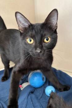 Salem - I AM AT PetSmart Framingham -  Domestic Short Hair Cat for Adoption in East Brookfield, Massachusetts - Salem - I AM AT PetSmart Framingham | PetCurious