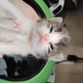 Rescue Domestic Short Hair Cats for Adoption in Troy, Virginia - Leia | PetCurious