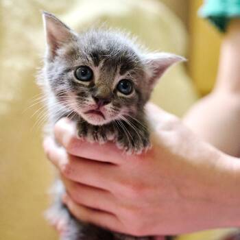 Domestic Short Hair Cats Available for Adoption in Floyd, Virginia - Peach | PetCurious