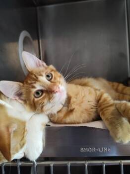 Kratos -  Domestic Short Hair Cat for Adoption in Cleveland, Tennessee - Kratos | PetCurious