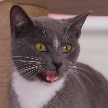 Rescue Domestic Short Hair Cats for Adoption in Morgan Hill, California - Star | PetCurious