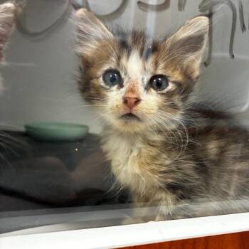 Helga -  Domestic Medium Hair Cat for Adoption in Tulsa, Oklahoma - Helga | PetCurious