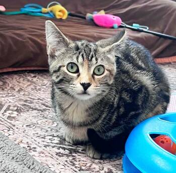 Oatmeal -  Tabby and Domestic Short Hair Cat for Adoption in Lombard, Illinois - Oatmeal | PetCurious