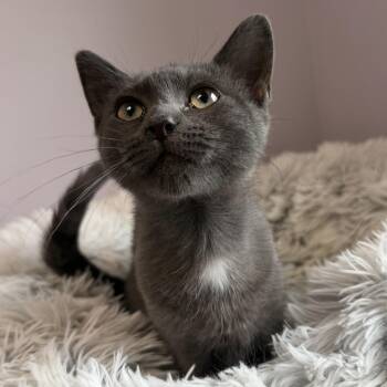 Stella -  Domestic Short Hair Cat for Adoption in Cooperstown, New York - Stella | PetCurious