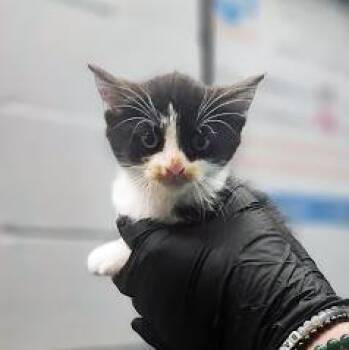 Domestic Short Hair Cats Available for Adoption in Nashville, Tennessee - Lizzy | PetCurious