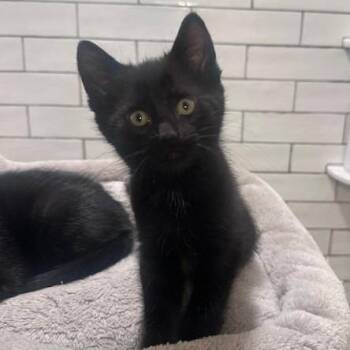 Domestic Short Hair Cats Available for Adoption - Real Slim Shady C11106 | PetCurious