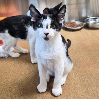 Bluey -  Domestic Short Hair Cat for Adoption in Riverside, California - Bluey | PetCurious