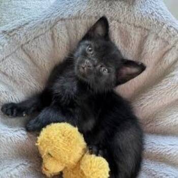 Pepper -  Domestic Short Hair Cat for Adoption - Pepper | PetCurious
