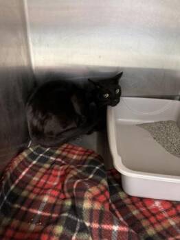 Waffles -  Domestic Short Hair Cat for Adoption in Lafayette, Indiana - Waffles | PetCurious