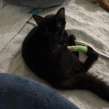 Finley -  Domestic Short Hair Cat for Adoption in Greenfield, Indiana - Finley | PetCurious
