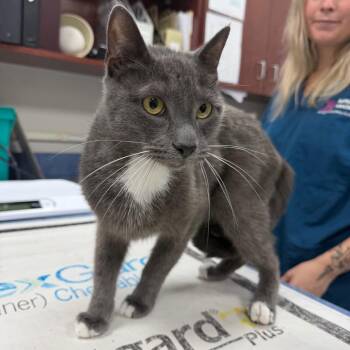 Cedric -  Domestic Short Hair Cat for Adoption in Gainesville, Florida - Cedric | PetCurious