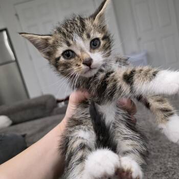 Domestic Short Hair and Tabby Cats Available for Adoption in Mastic, New York - Desmond | PetCurious