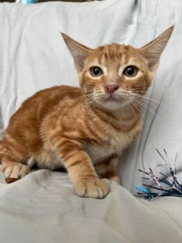 Cheshire -  Domestic Short Hair Cat for Adoption in Corpus Christi, Texas - Cheshire | PetCurious