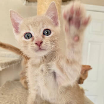 Rescue Domestic Short Hair Cats for Adoption in Los Angeles, California - Smash | PetCurious