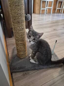 Jing-a-Ling -  Domestic Short Hair and Tabby Cat for Adoption in Columbus, Minnesota - Jing-a-Ling | PetCurious