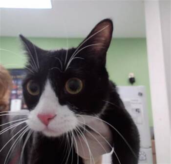 Domestic Short Hair Cats Available for Adoption in Omaha, Nebraska - DAPHNE | PetCurious