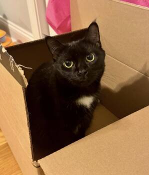 Domestic Short Hair Cats Available for Adoption - Clover | PetCurious