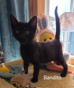 Domestic Short Hair Cats Available for Adoption in Oviedo, Florida - Bandito | PetCurious
