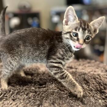 Langley -  Domestic Short Hair Cat for Adoption in Peachtree City, Georgia - Langley | PetCurious