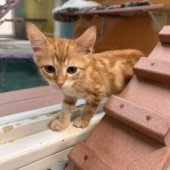 Carlo -  Domestic Short Hair Cat for Adoption in Fresno, California - Carlo | PetCurious