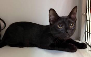 Cobalt (kitten) -  Domestic Short Hair Cat for Adoption in Alexandria, Virginia - Cobalt (kitten) | PetCurious