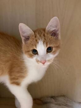 Butter -  Domestic Short Hair Cat for Adoption in Amery, Wisconsin - Butter | PetCurious