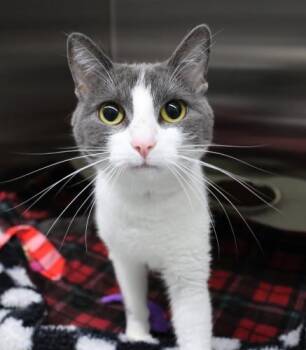 Leah -  Domestic Short Hair Cat for Adoption in Thief River Falls, Minnesota - Leah | PetCurious