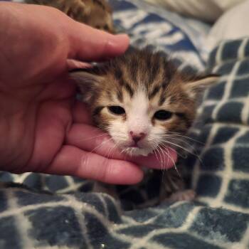 Feather -  Domestic Short Hair Cat for Adoption in Spokane, Washington - Feather | PetCurious
