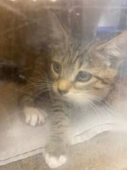 MILLY -  Domestic Short Hair Cat for Adoption in St. Cloud, Florida - MILLY | PetCurious