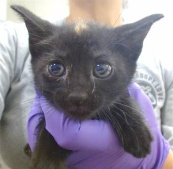 Domestic Short Hair Cats Available for Adoption in Doral, Florida - CARROT | PetCurious