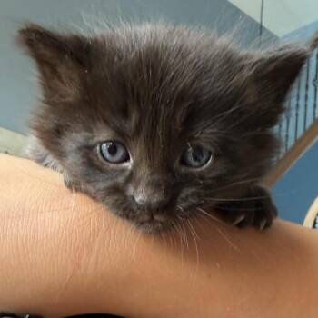 Joey -  Domestic Short Hair Cat for Adoption in North Canton, Ohio - Joey | PetCurious