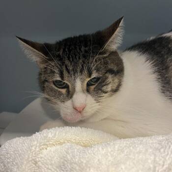Carrosel -  Domestic Short Hair Cat for Adoption in Chattanooga, Tennessee - Carrosel | PetCurious