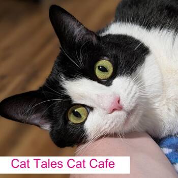 Glenda -  Domestic Short Hair Cat Available for Adoption in Chapel Hill, North Carolina - Glenda | PetCurious