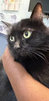 Domestic Long Hair Cats Available for Adoption in Doral, Florida - LUNA | PetCurious