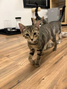 Poppy -  Domestic Short Hair Cat for Adoption in Wayland, Michigan - Poppy | PetCurious