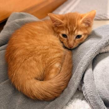 Peaches -  Domestic Short Hair Cat for Adoption in Rochester, Minnesota - Peaches | PetCurious