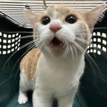 Moon Cheese -  Domestic Short Hair Cat for Adoption in Des Moines, Iowa - Moon Cheese | PetCurious