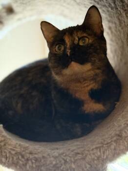 Rescue Domestic Short Hair Cats for Adoption in Mount Laurel Township, New Jersey - Saga | PetCurious