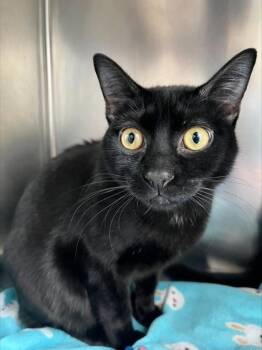 James -  Domestic Short Hair Cat for Adoption in Westland, Michigan - James | PetCurious