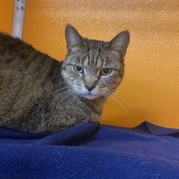 Domestic Short Hair Cats Available for Adoption in Elyria, Ohio - Princess | PetCurious