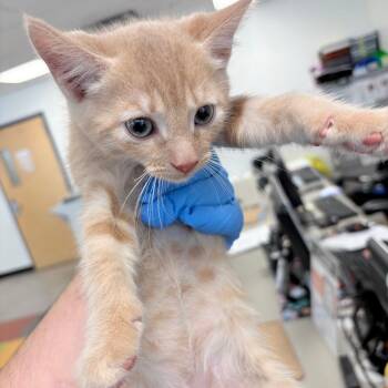 Dandelion -  Domestic Short Hair Cat for Adoption in Philadelphia, Pennsylvania - Dandelion | PetCurious