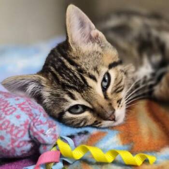 Domestic Medium Hair Cats Available for Adoption in Sacramento, California - Binx | PetCurious