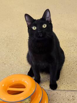 Domestic Short Hair Cats Available for Adoption - Eren | PetCurious