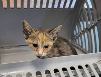 Sf-14 -  Domestic Short Hair Cat for Adoption in Lawrenceville, Georgia - Sf-14 | PetCurious