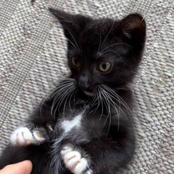 Boots -  Domestic Short Hair Cat for Adoption in Los Angeles, California - Boots | PetCurious