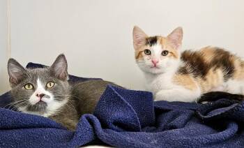 Toots (bonded w/ Boots) -  Domestic Short Hair Cat for Adoption in Oakland, California - Toots (bonded W/ Boots) | PetCurious