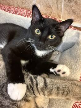 Drac -  Domestic Short Hair Cat for Adoption in Blaine, Minnesota - Drac | PetCurious