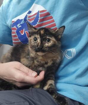 Astra -  Domestic Short Hair Cat for Adoption in Dickson, Tennessee - Astra | PetCurious